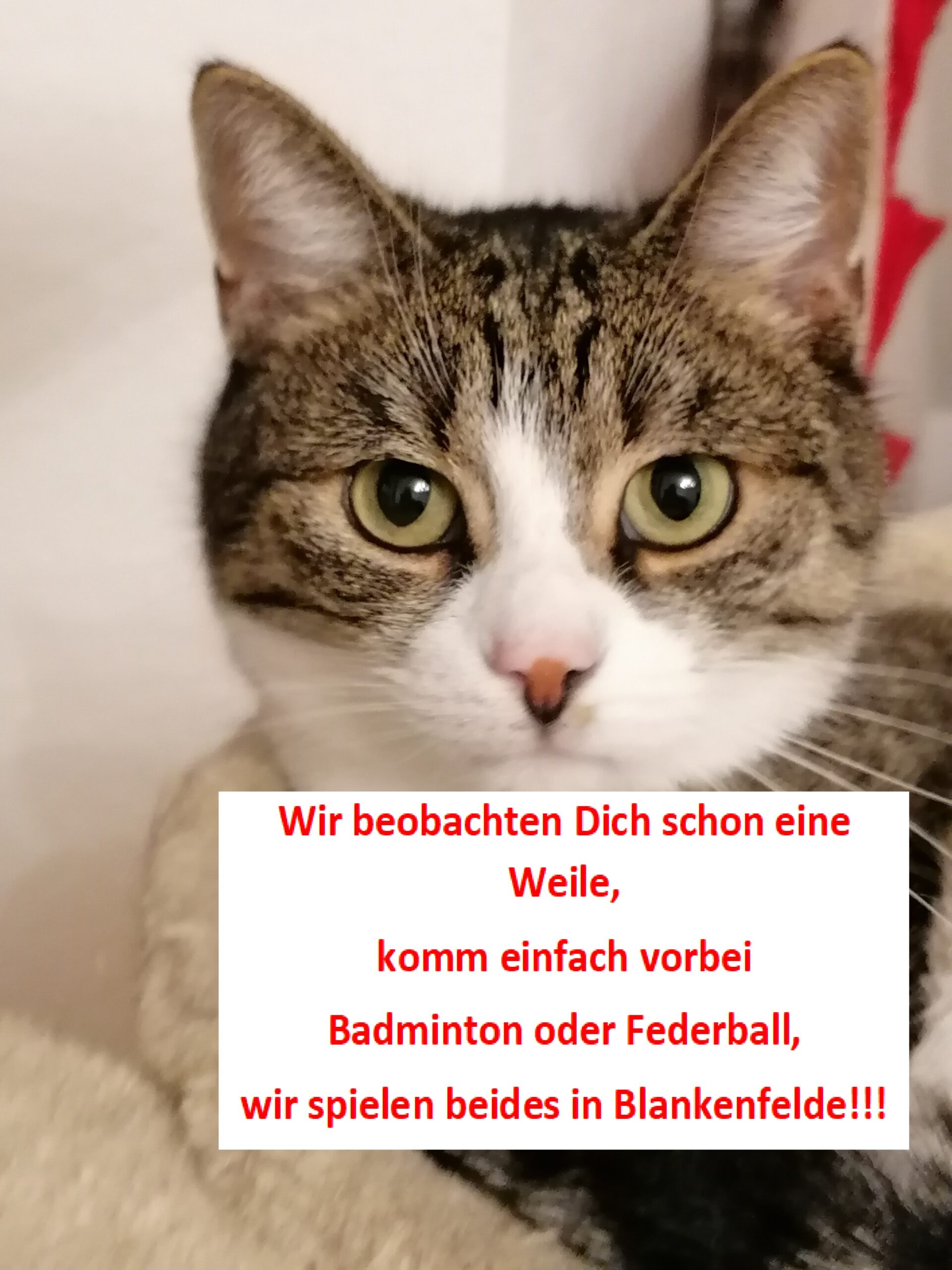 Katze
